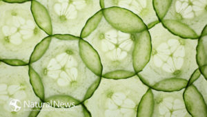 Cucumber-Slices-650X