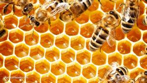 Man-Honey-Comb-Bees