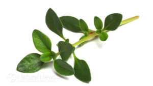 Thyme-Vegetable-Leafy-Green-650X