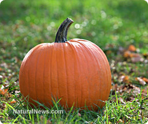 pumpkin-sitting-grass-2
