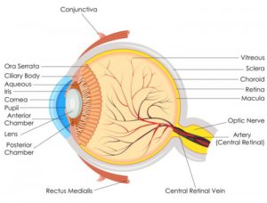 diagram-of-the-eye