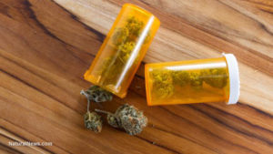 medical-cannabis-marijuana